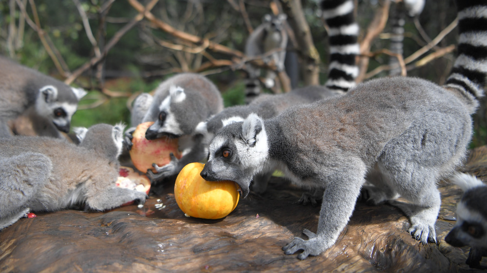 Lemurs eating fruit in Yunnan