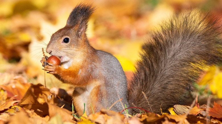 Squirrel eating nut