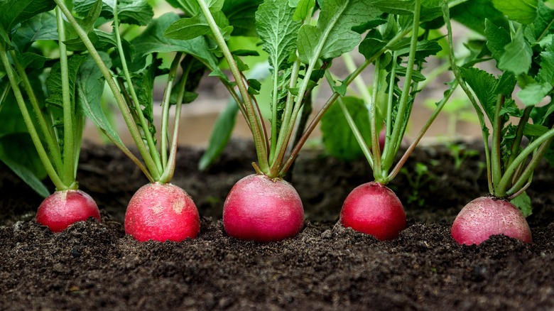 Radishes in a garden