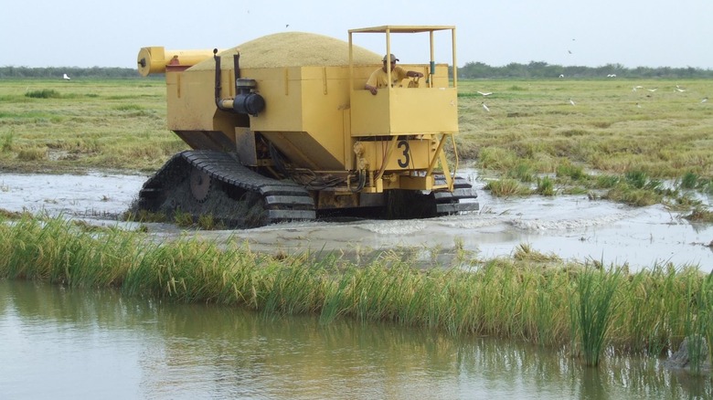 Harvesting of Morelos rice