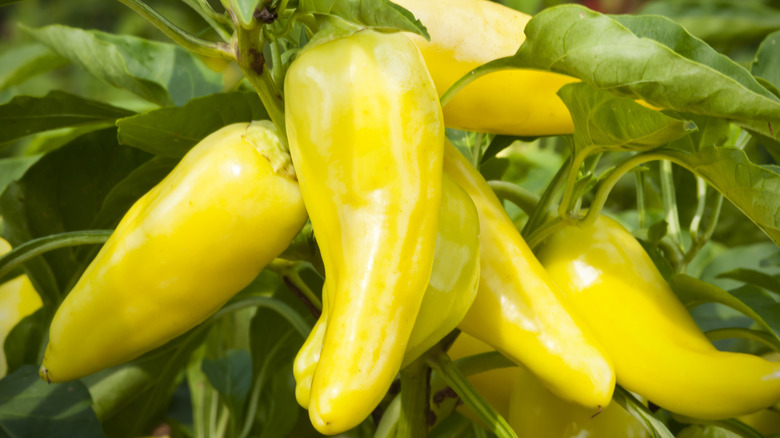 banana pepper plant