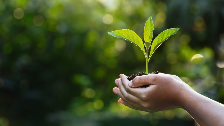 child's hands holding a growing plant with a forest in the background