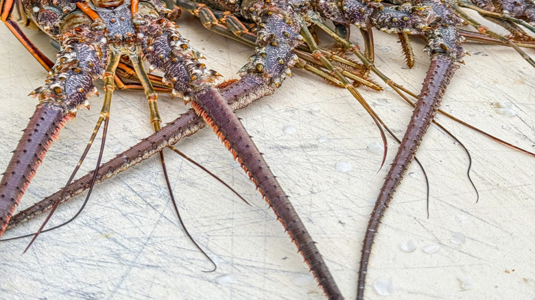 3 florida spiny lobsters up close, shot head-on