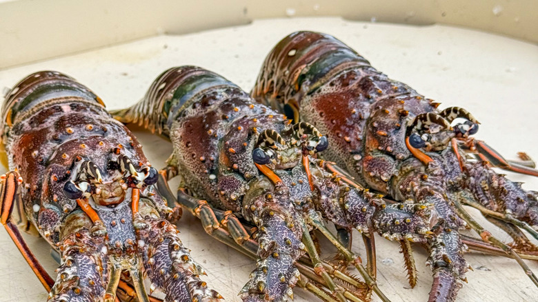 3 florida spiny lobsters up close, shot head-on