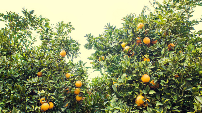 a close-up of the top of florida orange groves, ripe oranges in leafy tree tops