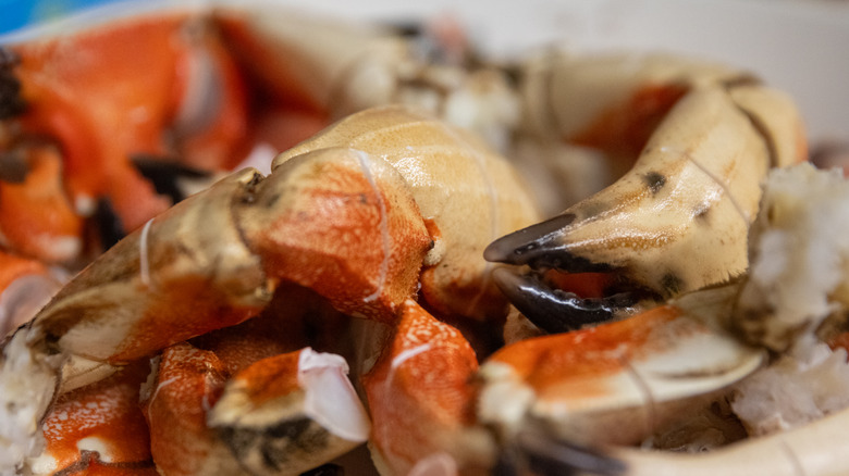 stone crab claws up close