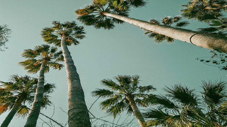 the tops of large sabal palms, used to make swamp cabbage, against a pale blue sky