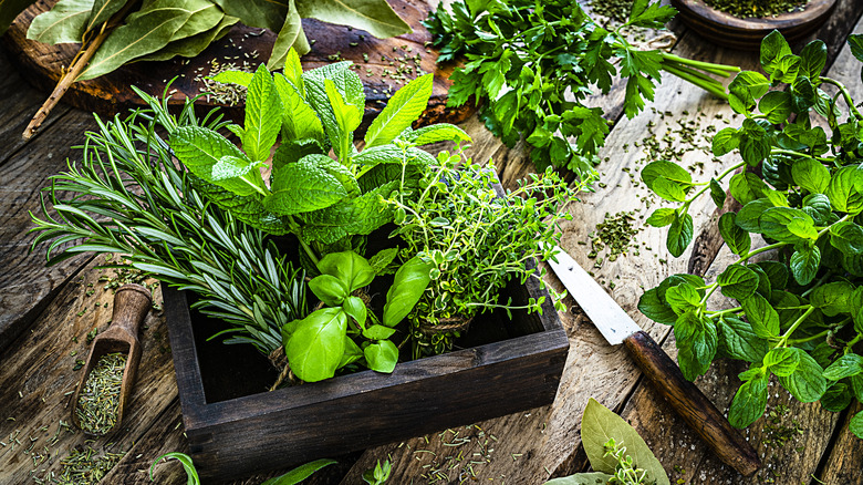 bundles of fresh herbs