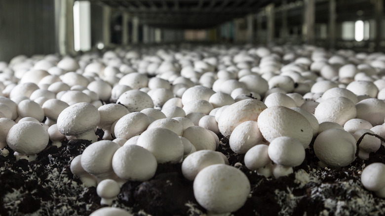 Mushrooms growing in a farming facility 