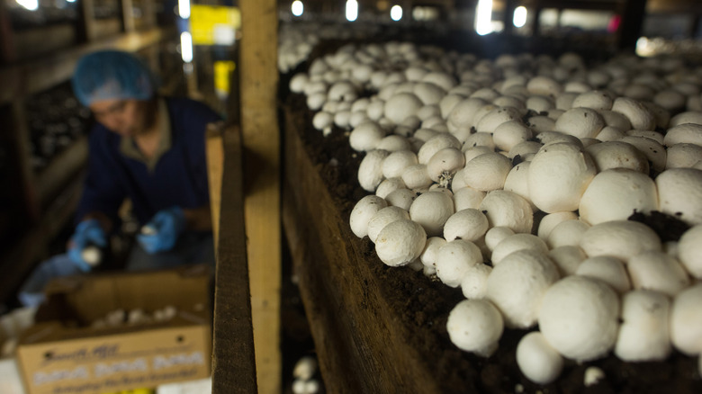 Worker on a mushroom farm