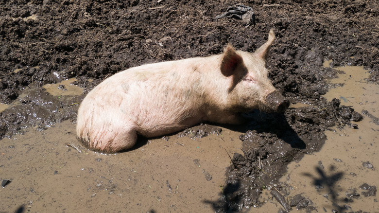 Pig wallowing in mud