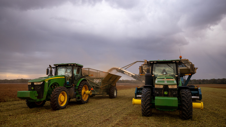 Tractors harvesting peanuts