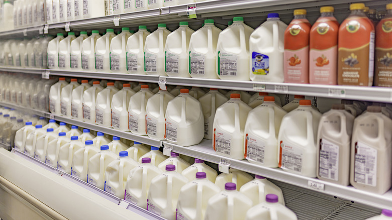Shelves of milk jugs fill a store's refrigerated aisle