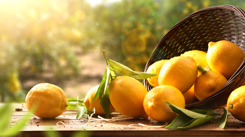 Lemons falling out of a basket