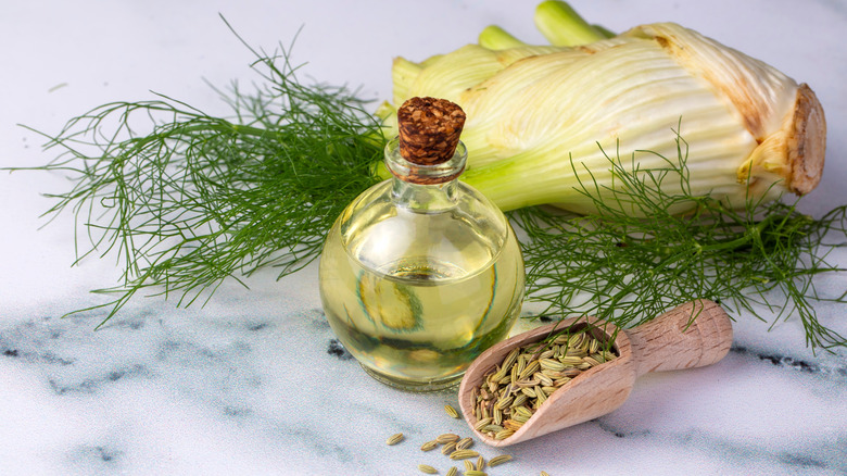 Fennel plant and seeds
