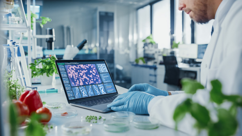 Scientist on computer in lab with vegetables