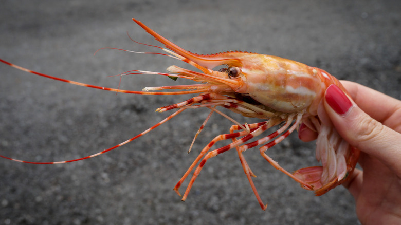 person holding a spot prawn