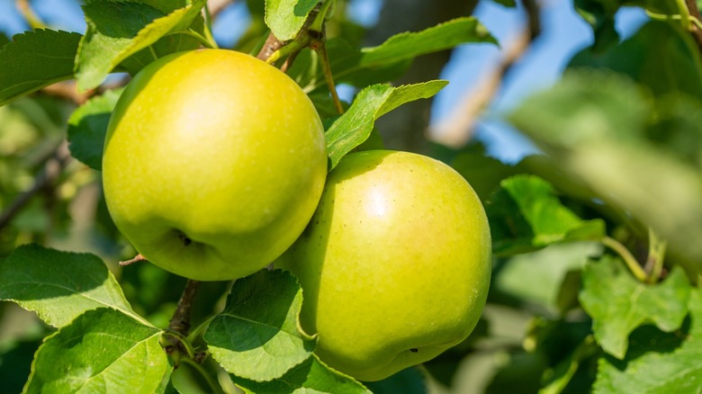 https://www.mashed.com/img/gallery/the-perfectly-balanced-apple-exists-and-its-the-golden-delicious/what-is-a-golden-delicious-apple-1696436455.jpg