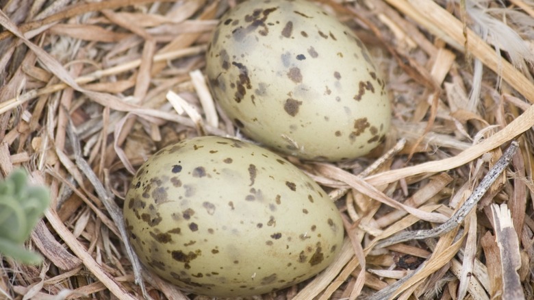 Gull eggs