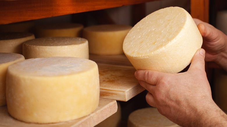 cheesemaker checking aging cheddar cheeses