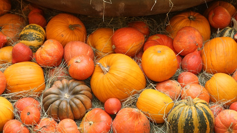 An assortment of different pumpkins