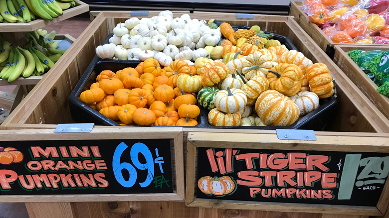 trader joe's mini pumpkins for sale