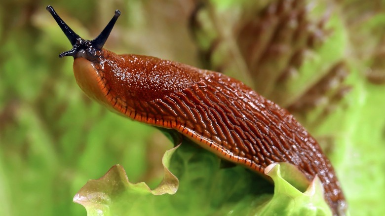 slug in forest