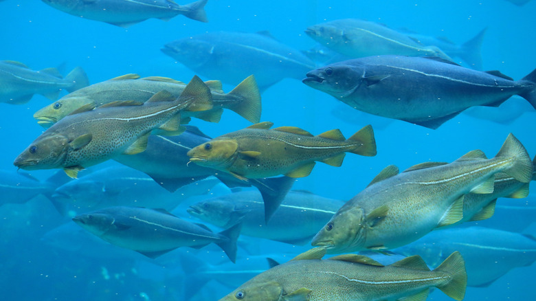 Atlantic cod swimming underwater
