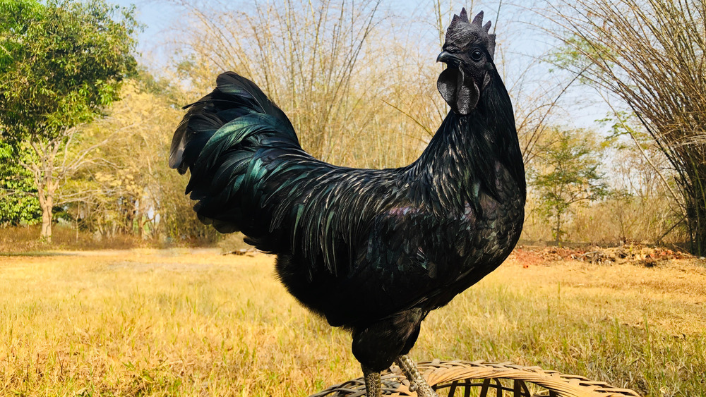 Ayam Cemani chicken on farm