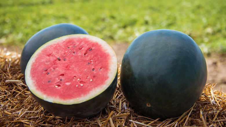 Densuke black watermelons