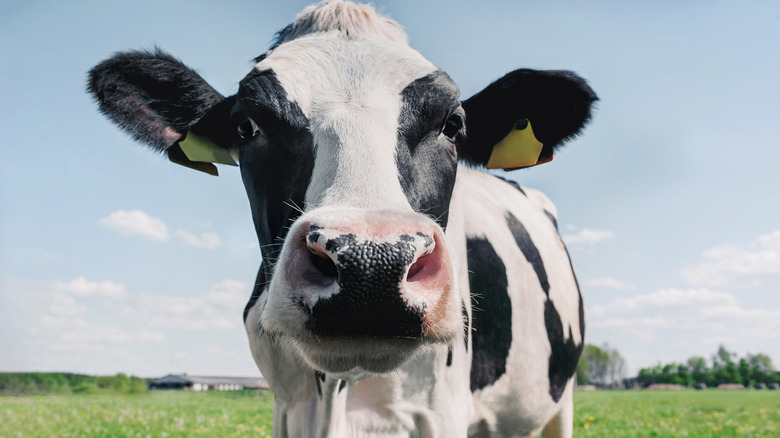 Closeup of a cow staring into camera