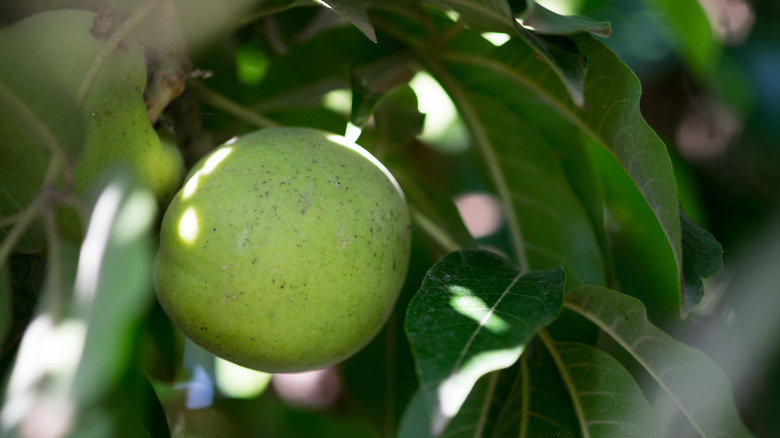 white sapote on tree
