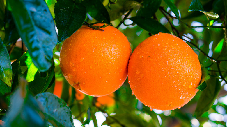 Oranges growing on a tree