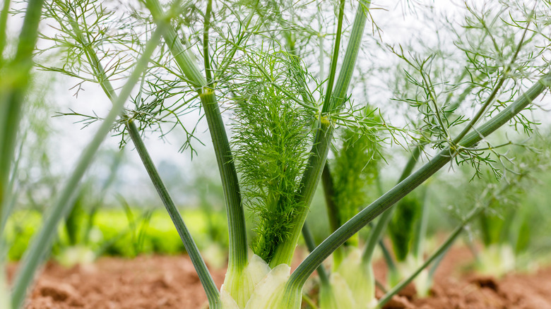 Fennel bulbs growing