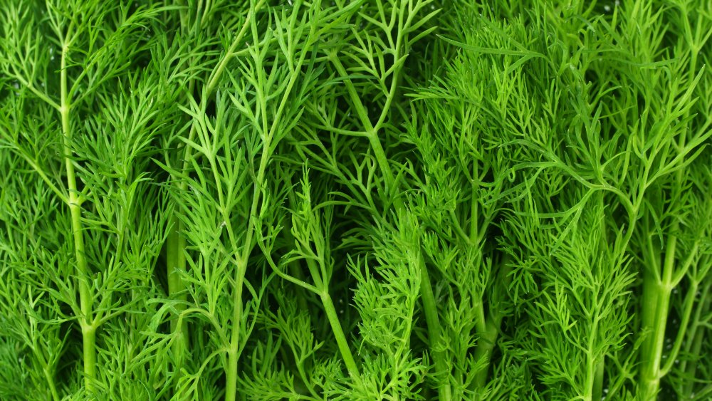 The Real Difference Between Fennel And Dill