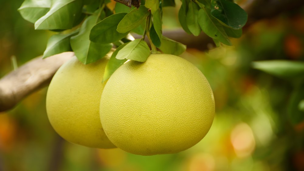 Pomelo on the tree