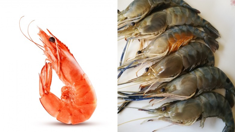 The Real Difference Between Shrimp And Prawns