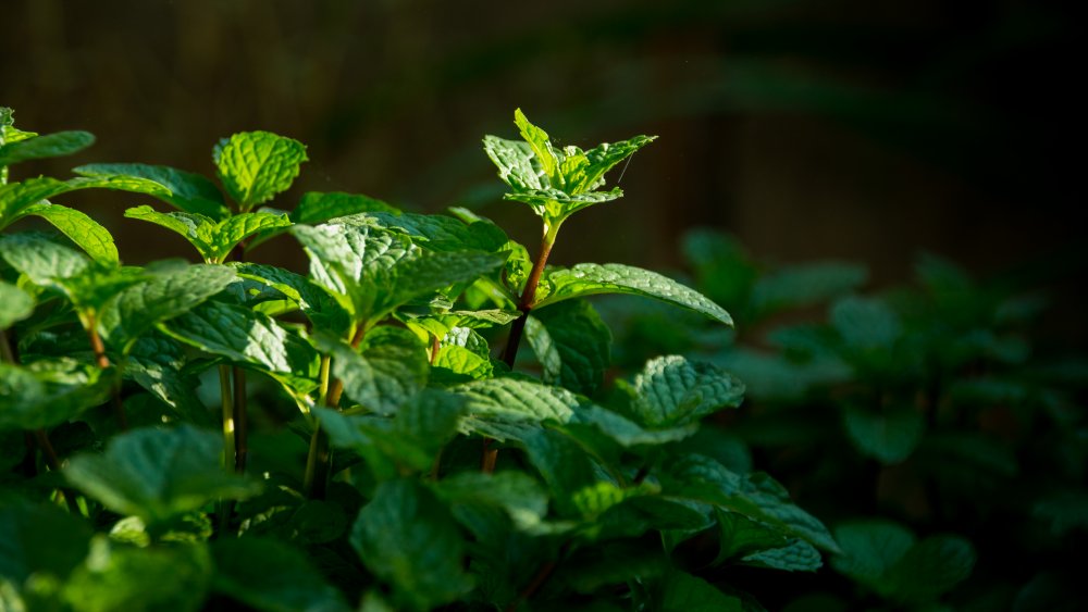 A spearmint plant 