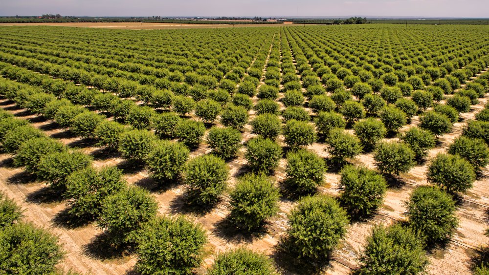 California almond grove