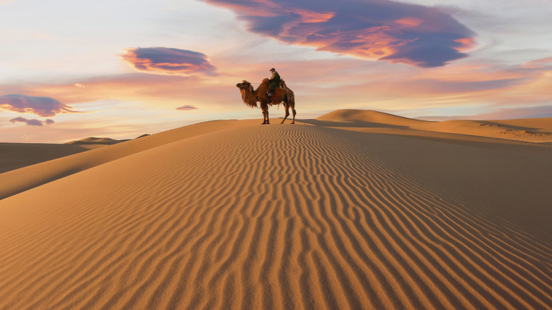 Mongolia desert with camel