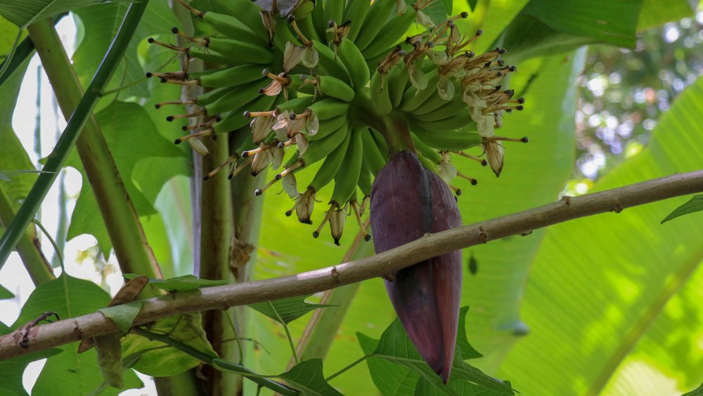 Banana flower