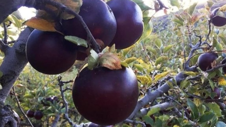 Black diamond apples