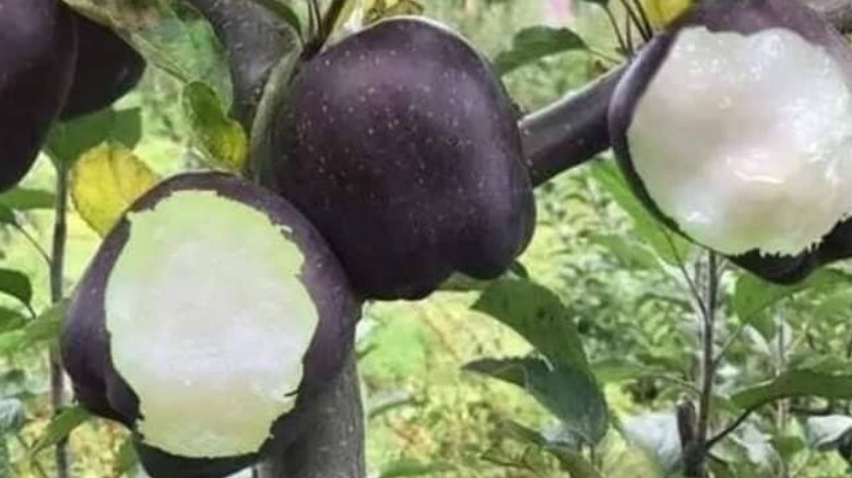 Black diamond apples