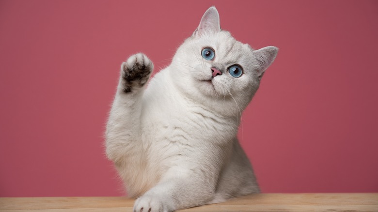 Cat waving