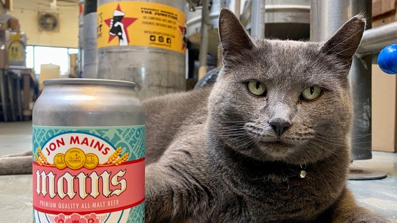 Cat with a beer