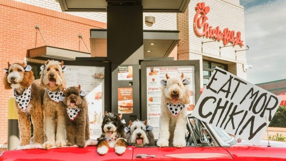 Dogs celebrating Chick-fil-A Cow Appreciation Day 2019