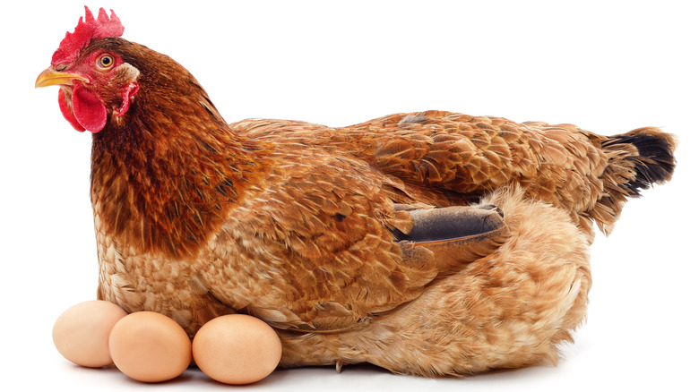 A hen sitting on eggs