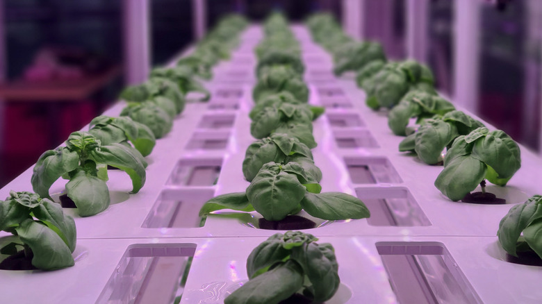 Vegetables growing indoors