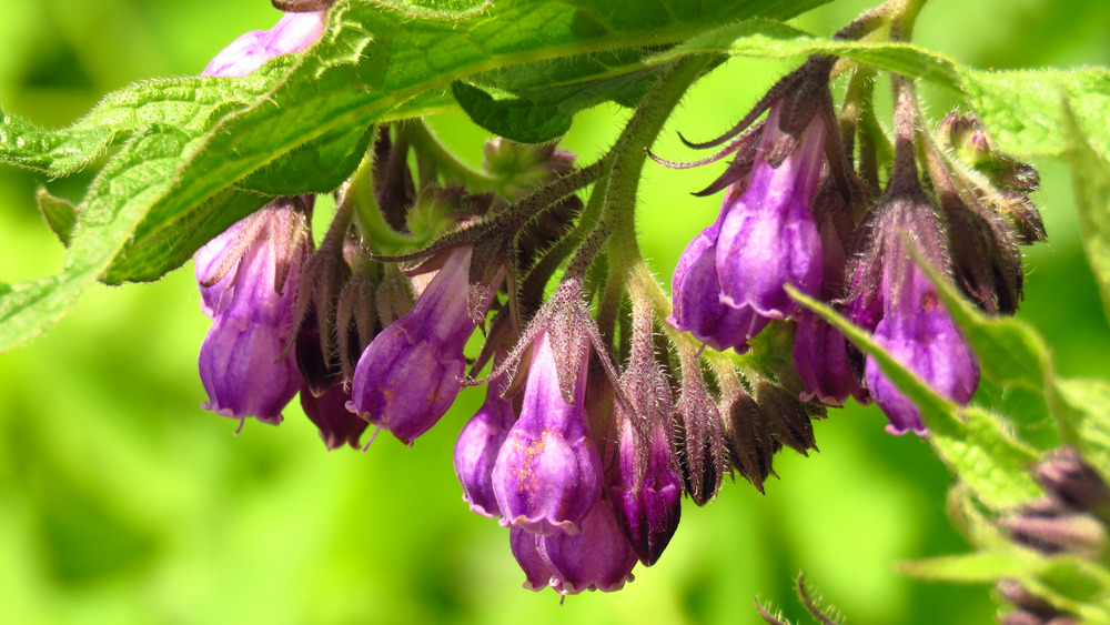 Comfrey flower