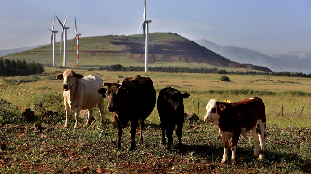 Cattle grazing